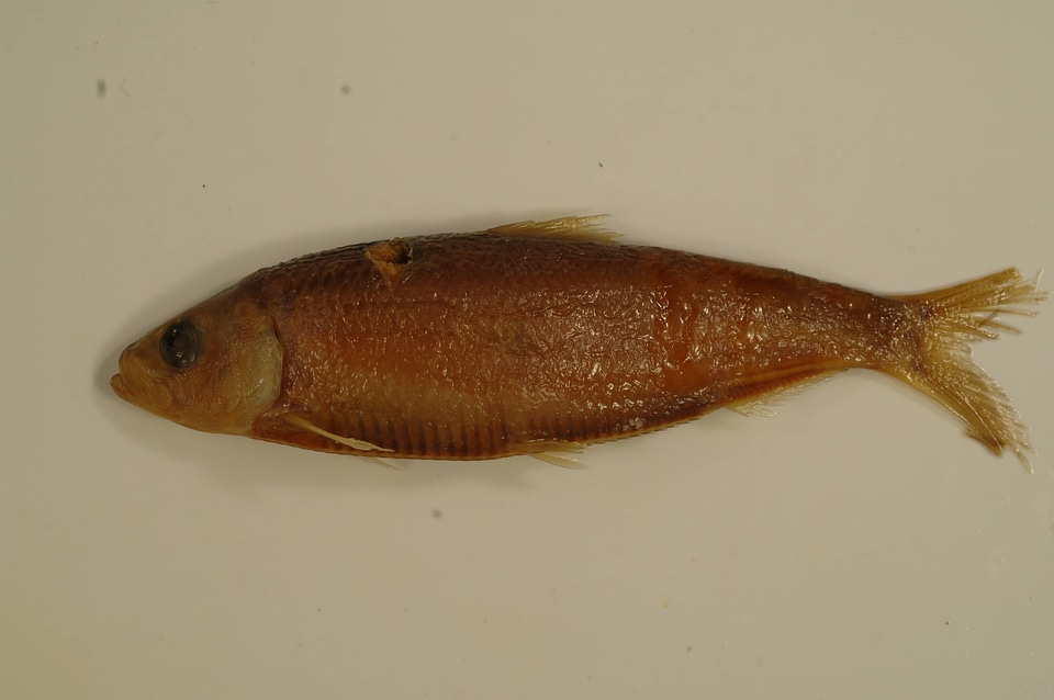 Alosa aestivalis-1