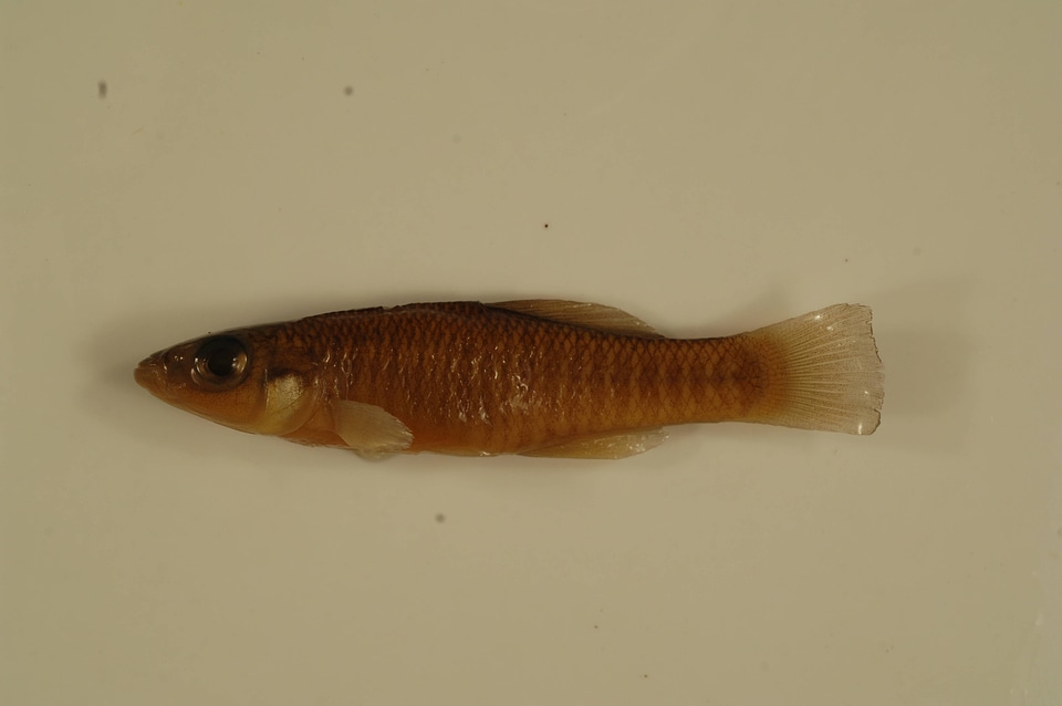 Fundulus heteroclitus-3