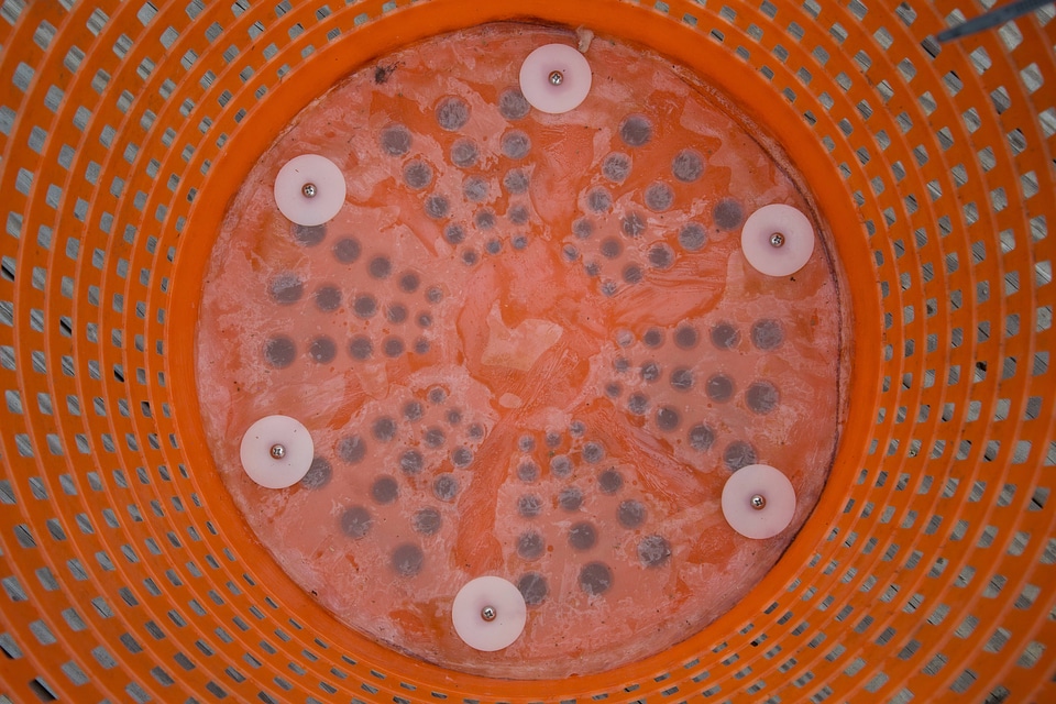 Mussel basket with 150 micron mesh
