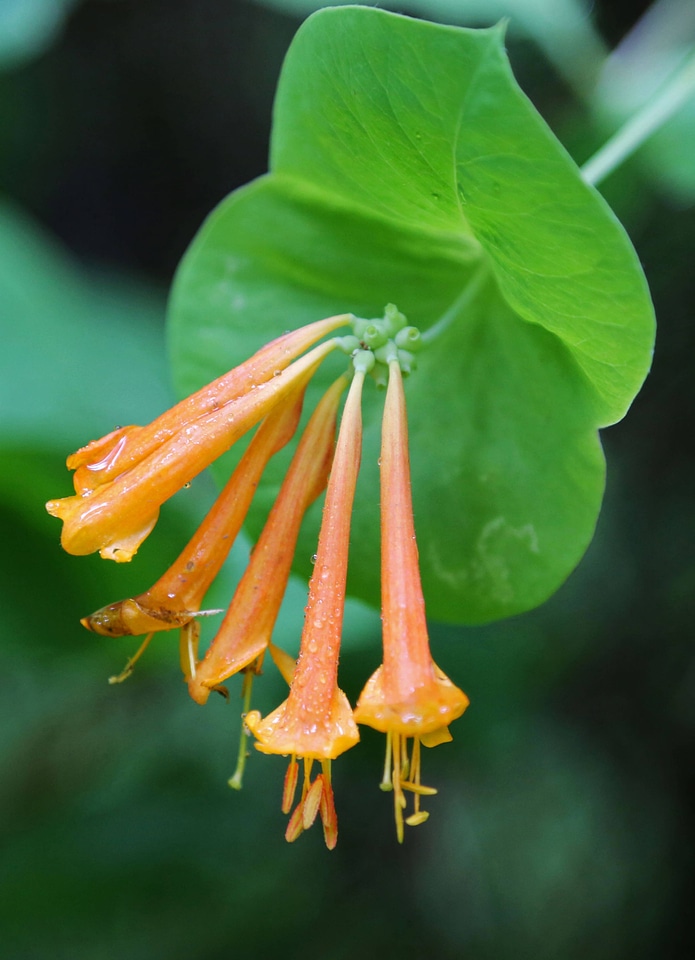 Orange honeysuckle 