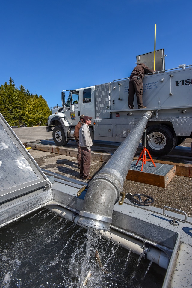 FWS staff loading juvenile lake trout onto MV Spencer Baird-1