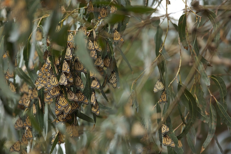 Monarch butterflies-1