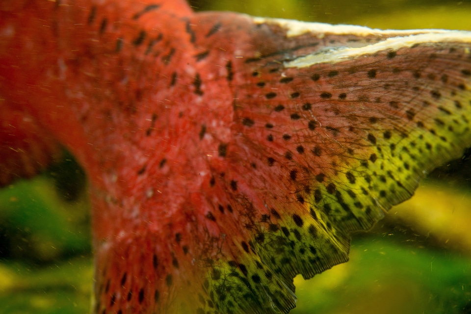 Chinook salmon tail