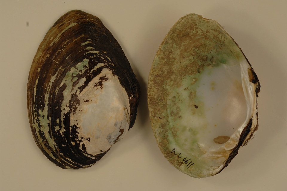 Lampsilis cardium-2