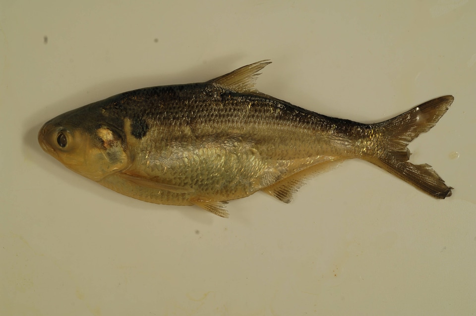 Dorosoma cepedianum-3