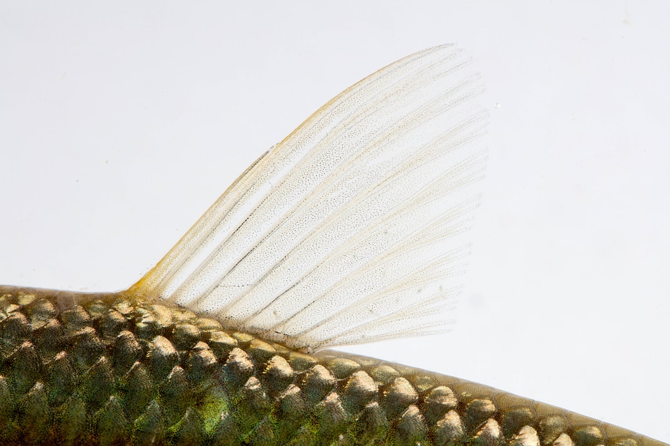 Grass Carp Juvenile dorsal fin