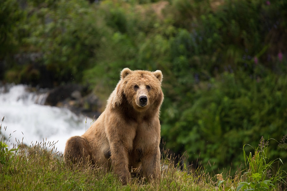 Kodiak brown bear-2