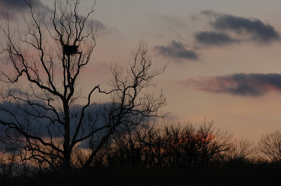 NCTC eagles nest at night-1