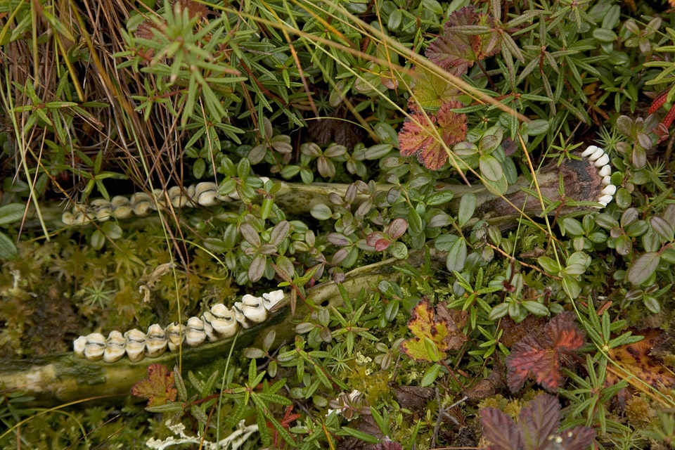 Jaw bone partially covered 