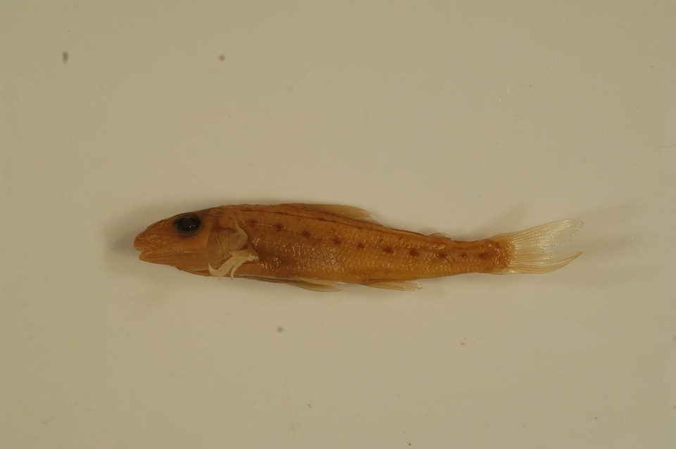 Percopsis omiscomaycus-1