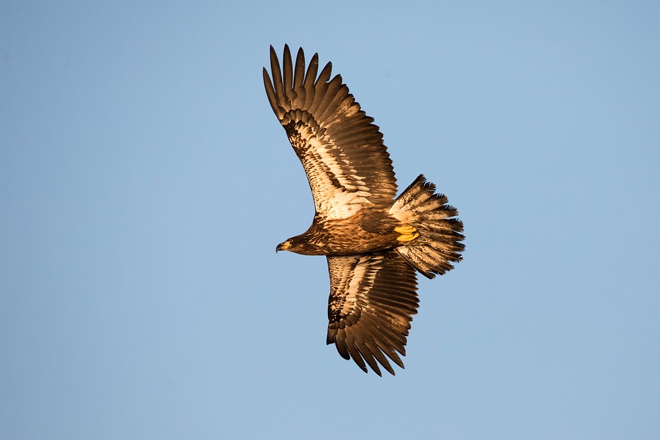 Bald Eagle in juvenile plumage