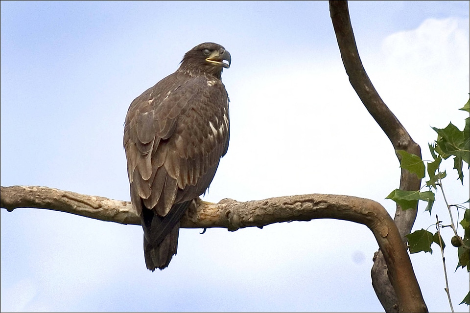 Immature Bald eagle-1