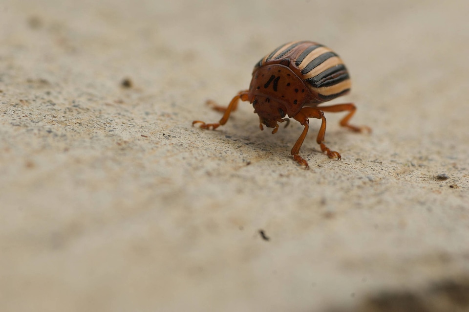 Colorado potato beetle-3