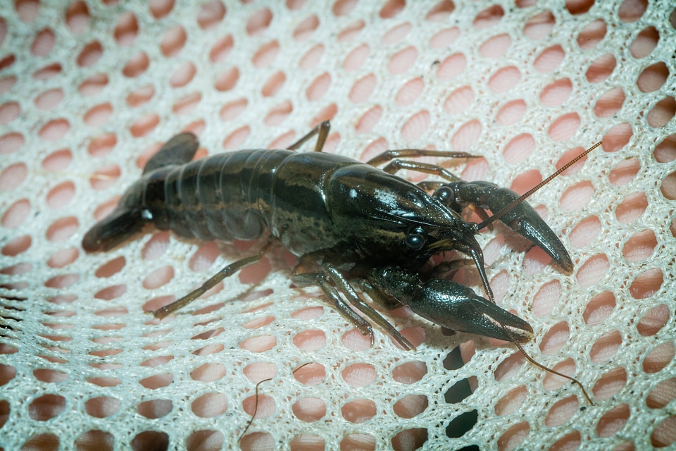 Panama City crayfish-2