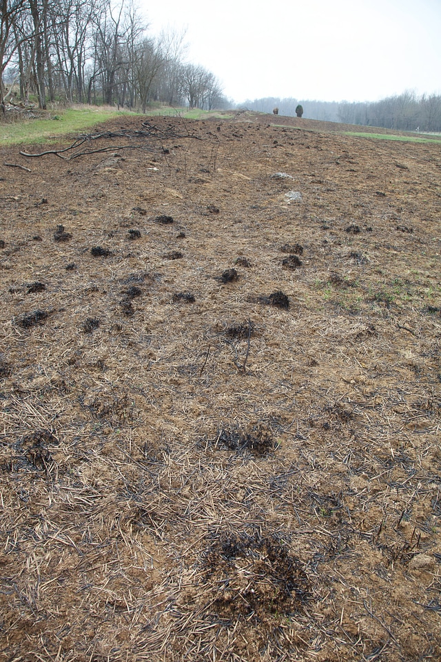 Prescribed burn regrowth of Big Bluestem grasses-1
