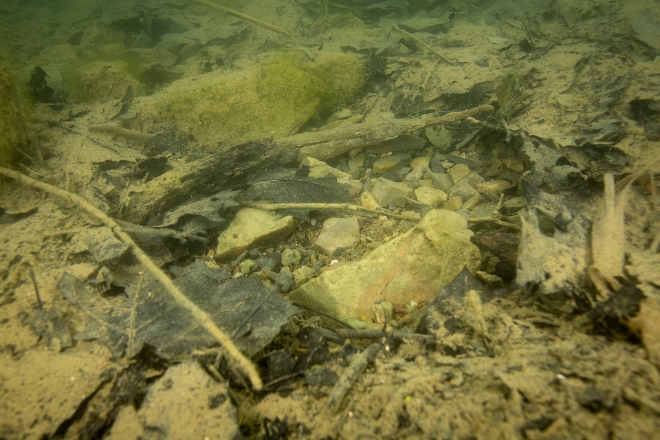 Bluegill on nest-6