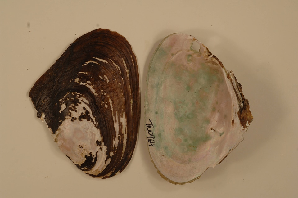 Potamilus alatus-1