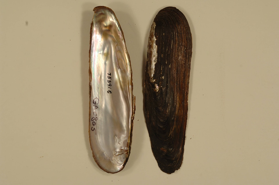 Elliptio shepardiana