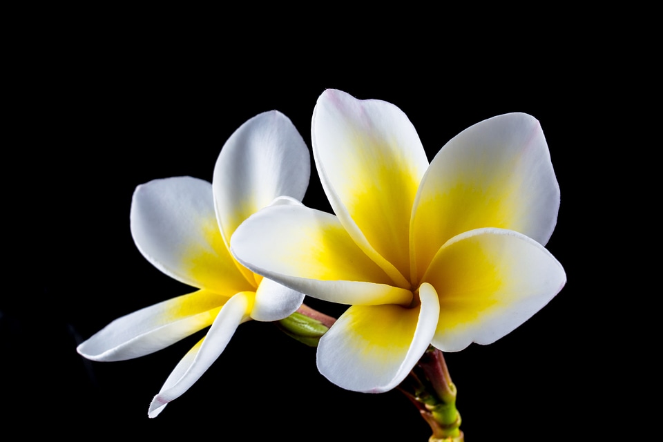 Frangipani plumeria white photo