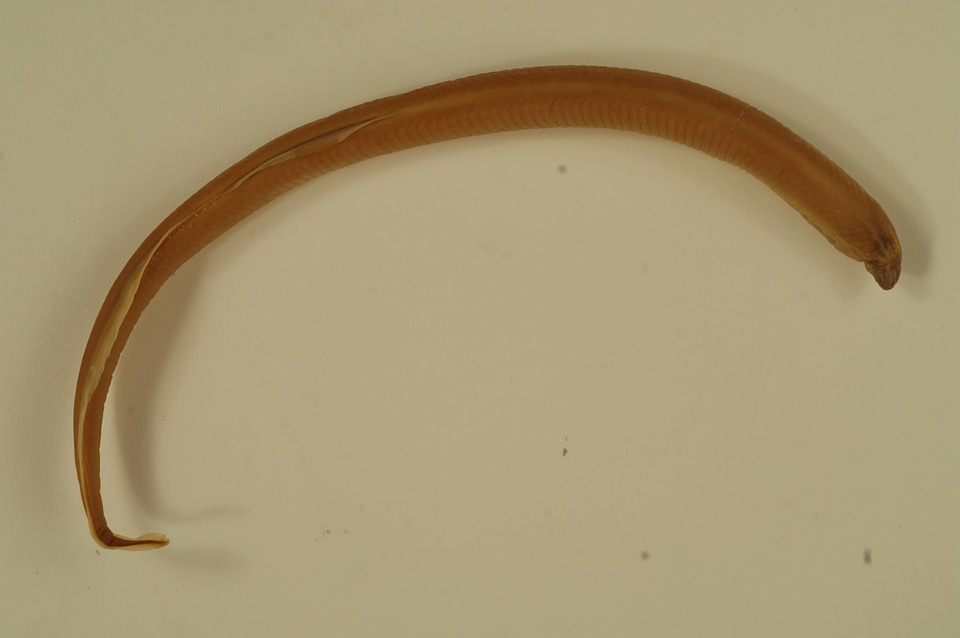 Lethenteron appendix-1