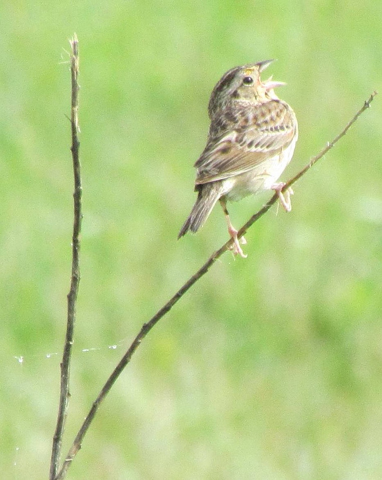 Grasshopper sparrow 