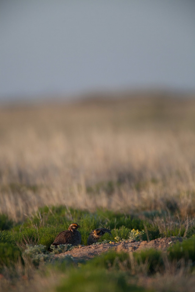 Lesser Prairie-Chicken-5