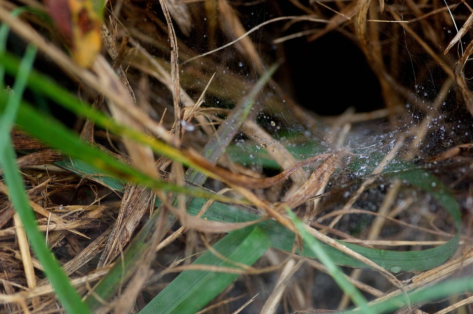 Grass with spider webs and dew drops-2
