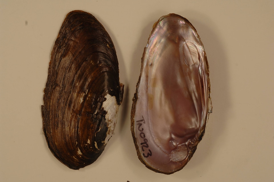 Elliptio dilatata-1