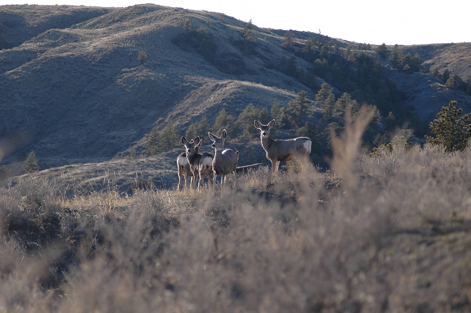 Mule deer near a scenic hillside