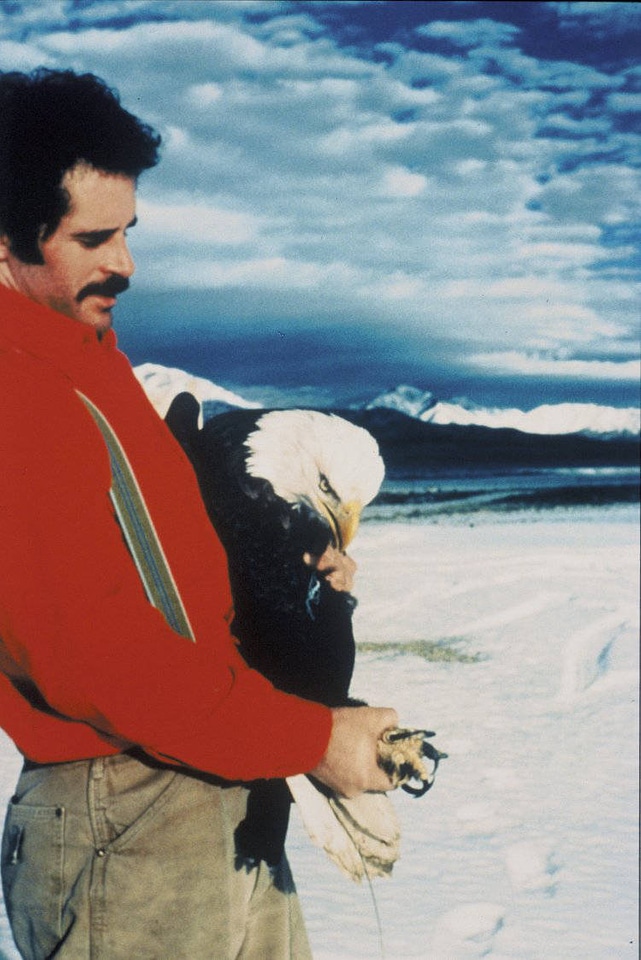 Releasing Radio-Tagged Bald Eagle
