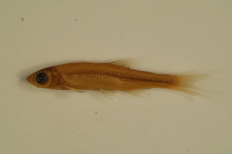 Notropis atherinoides-1