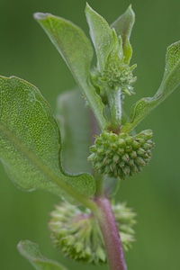 Green Comet Milkweed-2