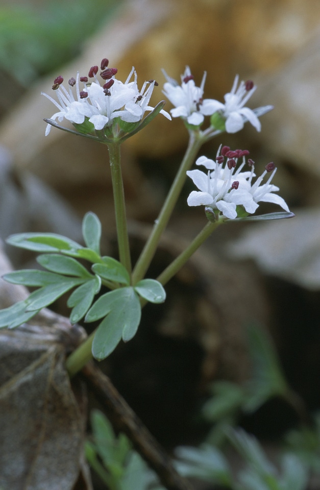 Harbinger-of-Spring-4