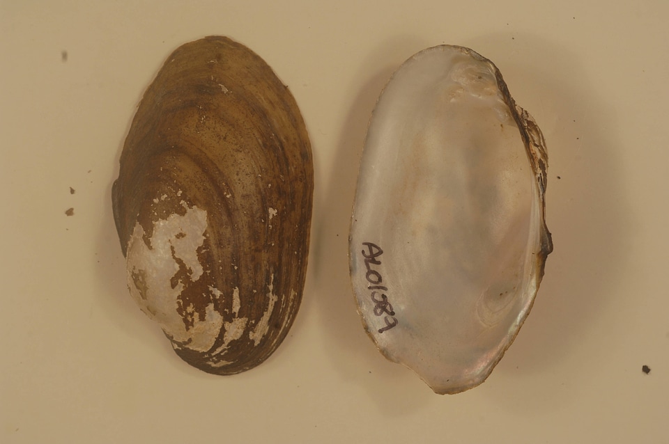 Lampsilis virescens-1
