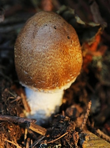 Prince mushroom 