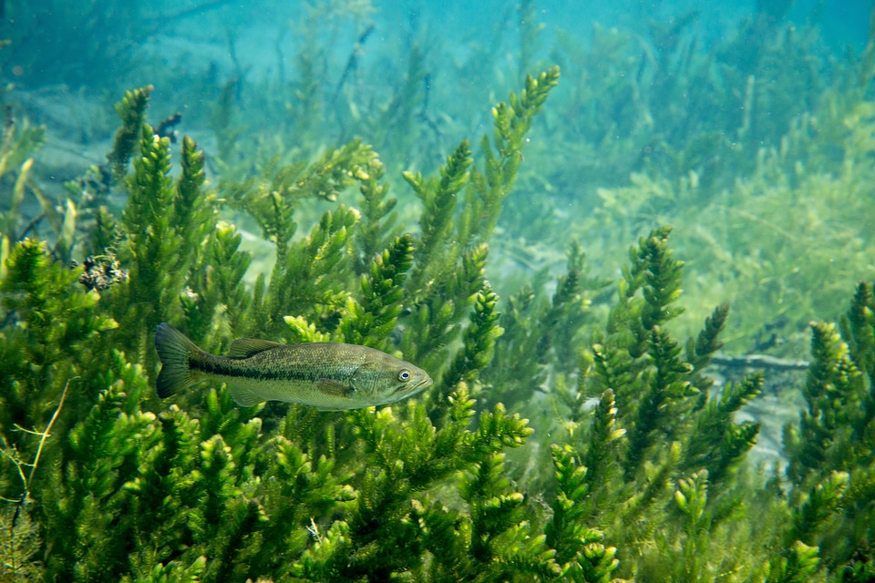 Largemouth bass in coontail