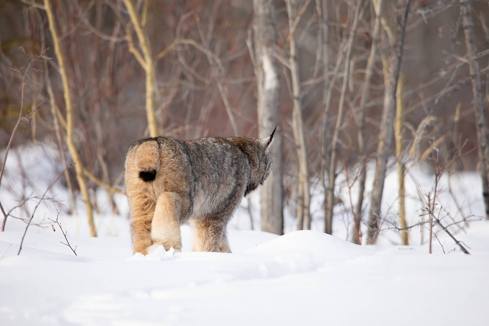 Female Canada lynx-6