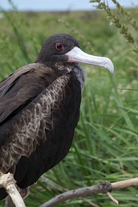 Frigatebird on Laysan Island-1