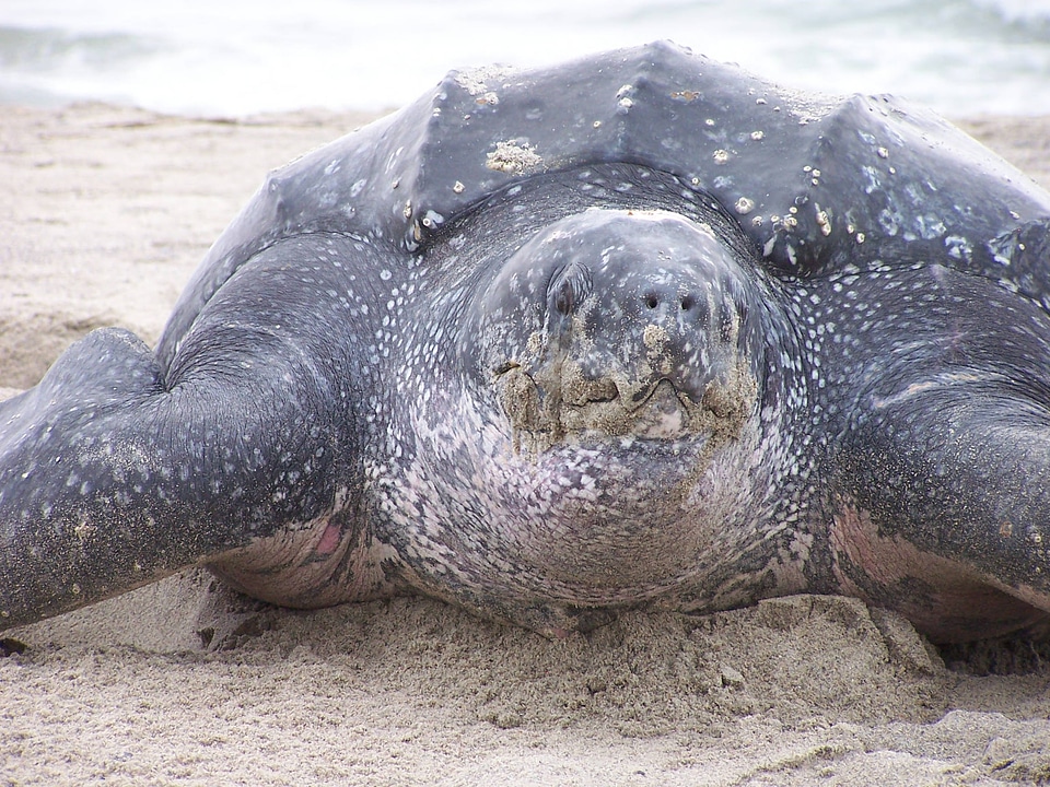 Close up of Leatherback turtle-1