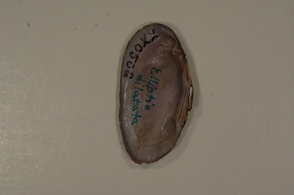 Elliptio dilatata (inside)-4