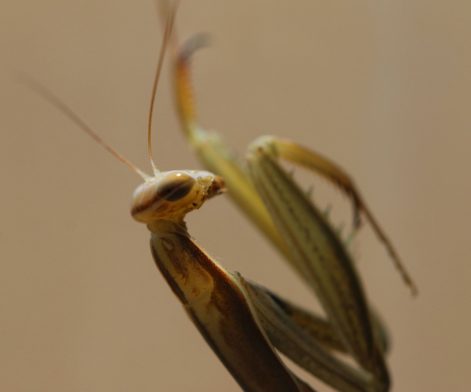 California Mantis 