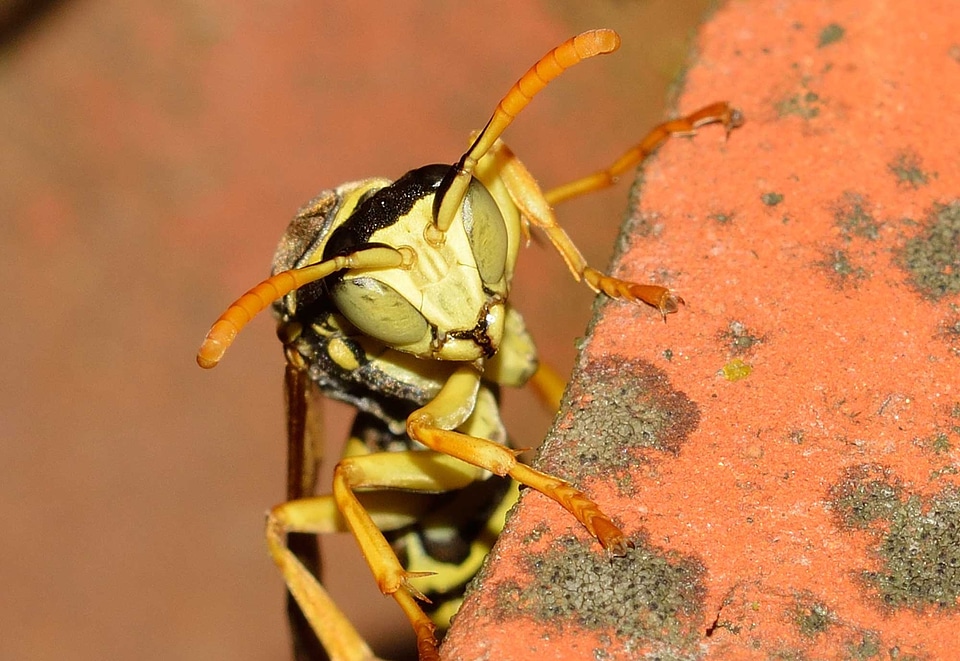 Hymenoptera wasp polistes