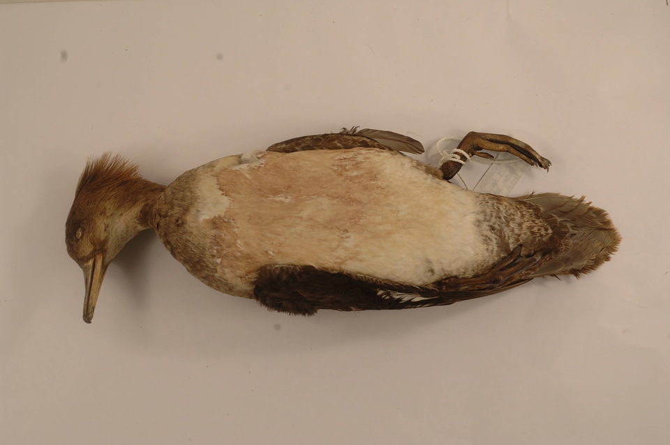 Lophodytes cucullatus