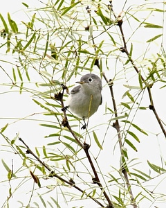 Blue-gray gnatcatcher