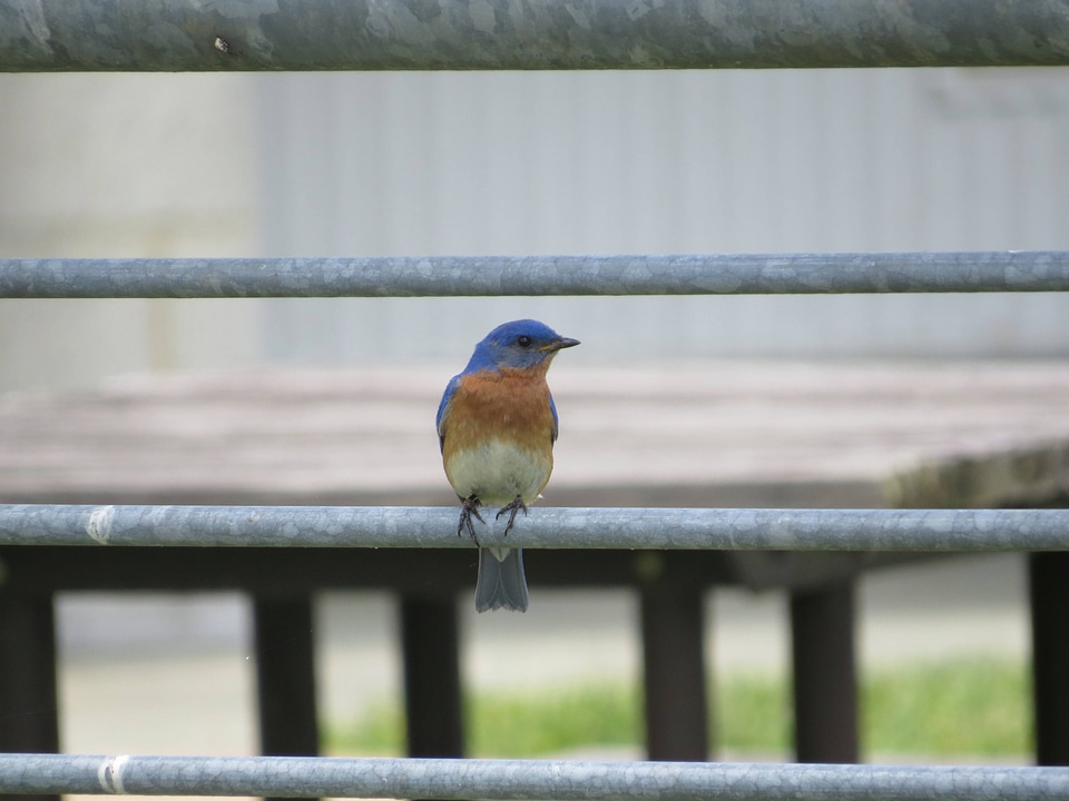 Eastern Bluebird-4