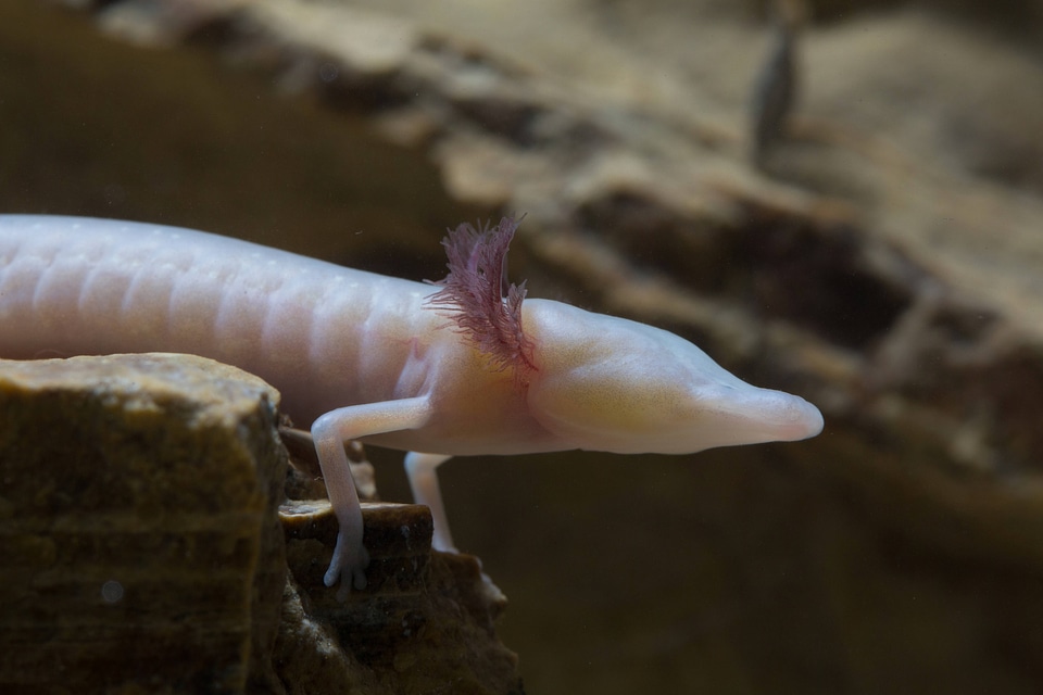 Texas Blind Salamander-1