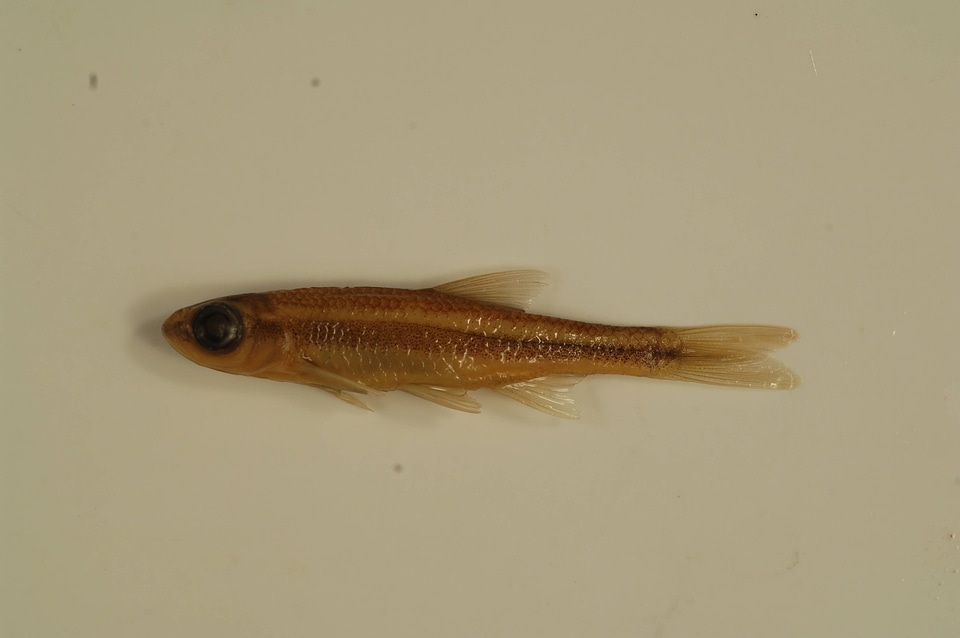 Notropis altipinnis