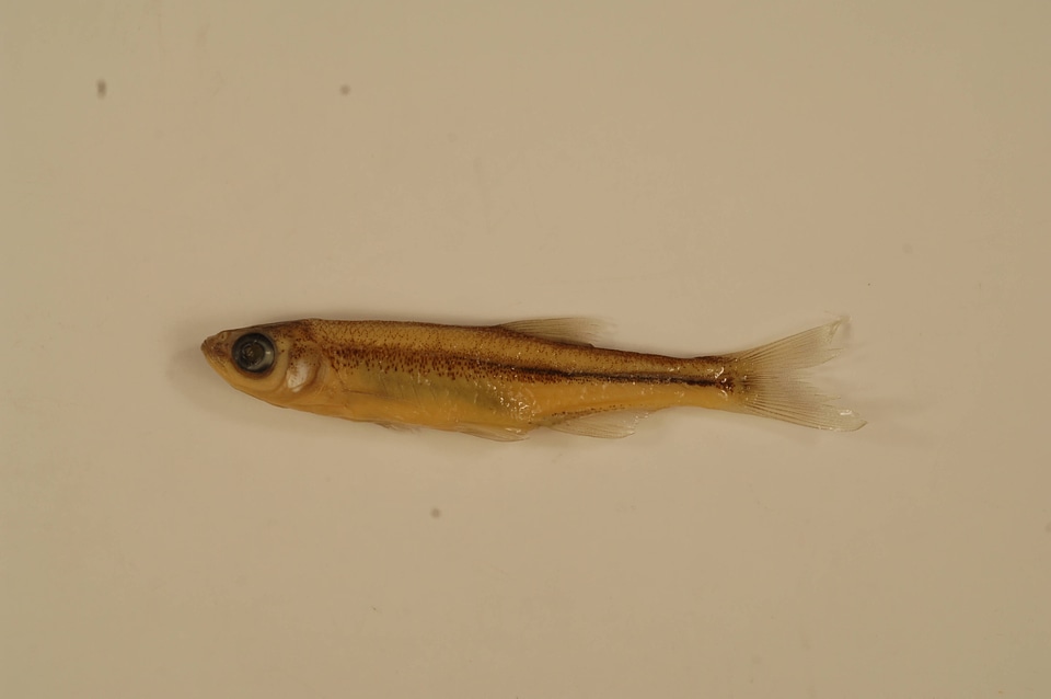 Lythrurus fumeus-3