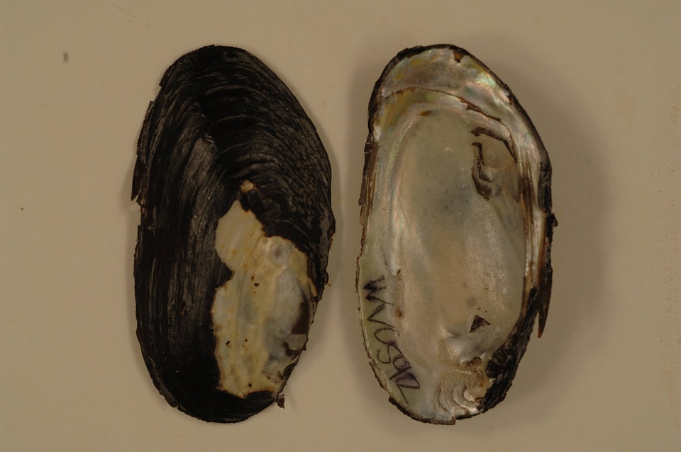 Elliptio complanata-3