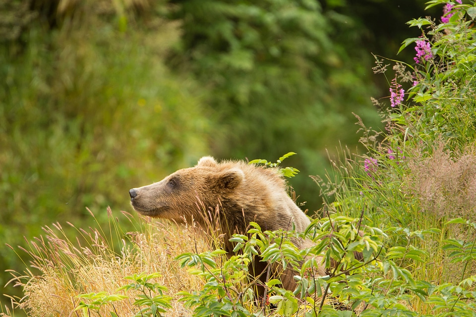 Kodiak brown bear-1